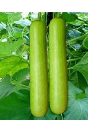 Bottle Gourd Seeds (10 seeds)