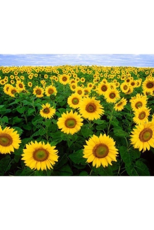 zonato-sunflower-flower-seeds-pack-of-30