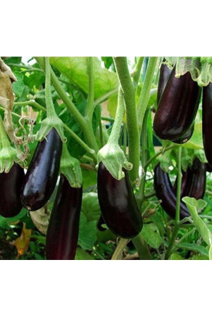 classic-green-earth-brinjal-vegetable-100-seeds-