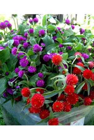 maliagarden-gomphrena-mixed-colour-flower-seeds-dwarf-variety-plant-pack-of-30-seeds