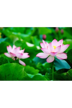 maruti-organic-seeds-lotus-seeds-pink-indoor-for-home-garden-10-seeds