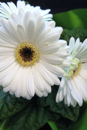 gerbera-perennial-flower-plant-white