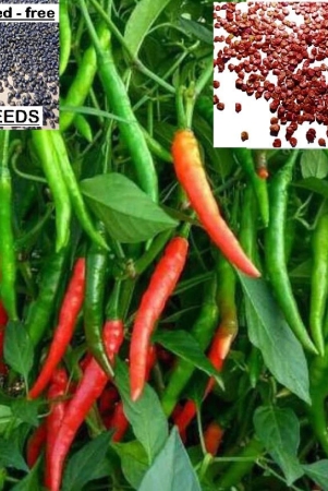 homeagro-chilli-vegetable-50-seeds-