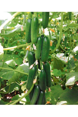 cucumber-seeds-for-home-gardening-pack-of-20