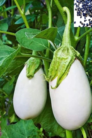 homeagro-brinjal-vegetable-50-seeds-