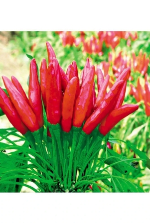 hybrid-f1-green-chilli-seeds-50-seeds