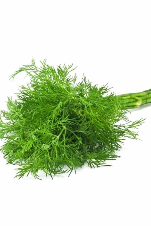 namdhari-dill-bunch-150-gm