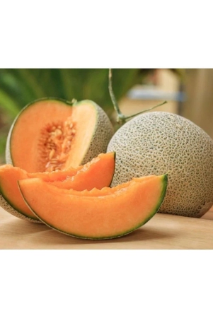 musk-melon-golden-orange-flesh-muskmelon-seeds-30-kharbuja-seeds