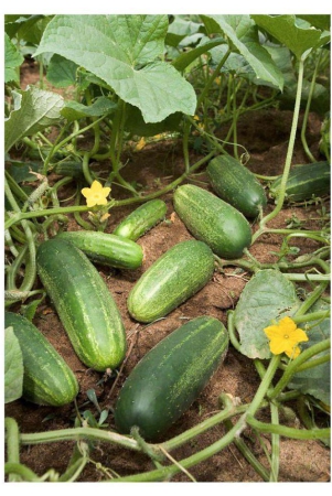 cucumber-khira-30-seeds-pack-and-sowing-manual