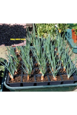 saraswati-gardens-250-seeds-of-hybrid-small-onion-high-yield-shallots-for-sowing-growing-best-for-container-pot-growbag-cultures