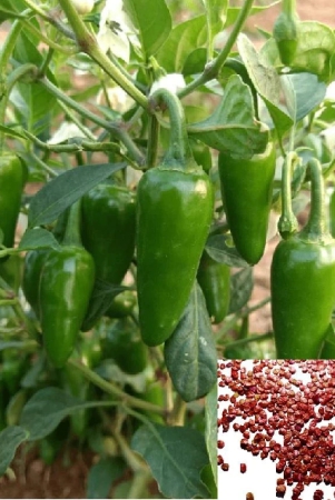 hot-chili-seeds-vegetable-bullet-chilli-seeds-100-seeds