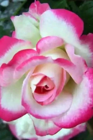 colour-changing-rose-flower-plant