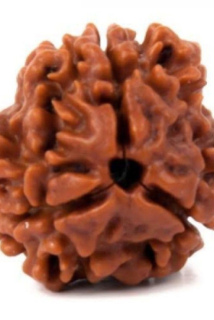 dvr-click-3-mukhi-rudraksha-bead-pack-of-1-