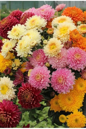 homeagro-chrysanthemum-flower-50-seeds-