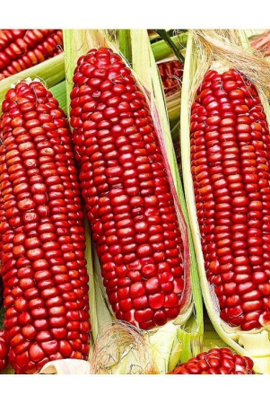 hybrid-red-corn-maize-traditional-seed-pack-of-50-seeds