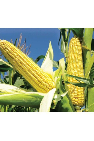 classic-green-earth-farm-seeds-hybrid-maize-sweet-corn-1-packet-seeds-50-seeds