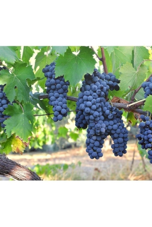 homeagro-black-grape-fruit-20-seeds-