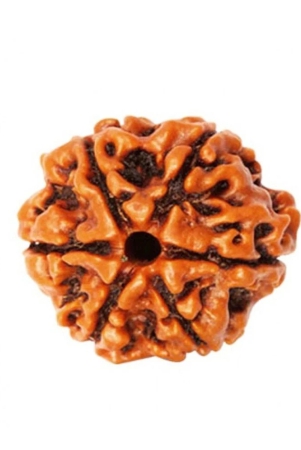 religious-kart-brown-6-mukhi-rudraksha