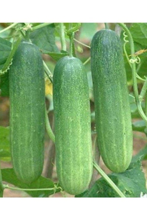 cucumber-seed