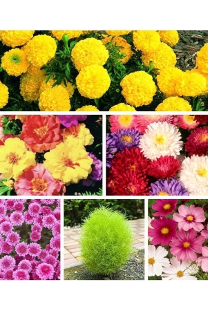 6-varieties-of-flower-60-seeds-combo-for-your-garden-beautiful-bloom-germination-seeds-and-instruction-manual