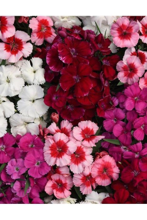 dianthus-mix-color-flower-plant-50-seeds-pack-with-cocopeat-snd-user-manual