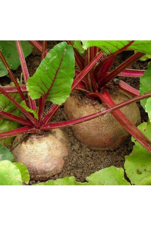 beetrootchukandar-seeds-beet-root-seeds-home-garden-50-seeds