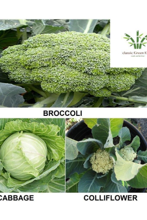 broccoli-cabbage-cauliflower-100-deesds-with-growing-cocopeatt