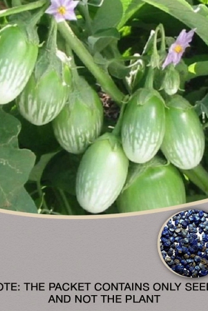 brinjal-green-gol-seed-f1-hybrid-50-seeds