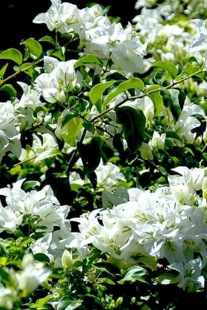 hybrid-bougainvillea-white-flower-plant