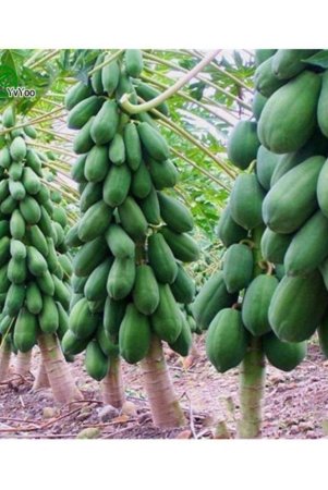 creative-farmer-fruit-seeds-dwarf-carica-papaya-fruit-seeds-25-fresh-seeds-fruit-plant-seeds-for-outdoor-bonsai-suitable-fruit-seeds-garden-pack