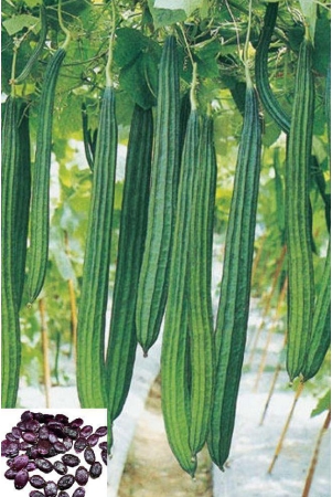 homeagro-ridge-gourd-vegetable-seeds-pack-of-20