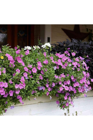 homeagro-petunia-mixed-flower-50-seeds-