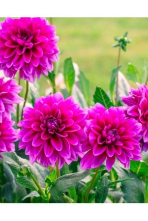 homeagro-dahlia-mixed-flower-25-seeds-