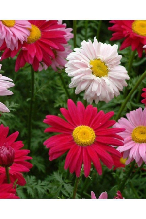 chrysanthemum-flower-seed-annual-mixed-multicolour-pack-of-50-seeds-with-growing-cocopeat