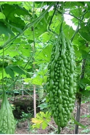 homeagro-bitter-gourd-vegetable-20-seeds-