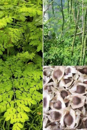 homeagro-moringa-vegetable-15-seeds-