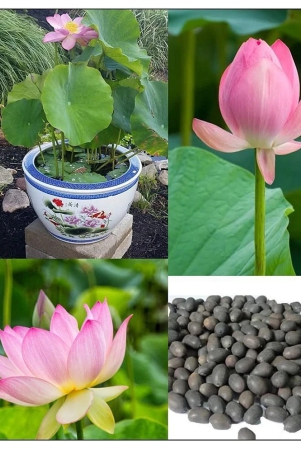 lotus-seeds-pink-indoor-for-home-garden-10-seeds