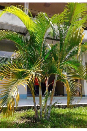 v-square-retail-areca-palm-very-popular-easy-to-grow-a-charming-tree-seeds