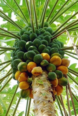 homeagro-papaya-fruit-50-seeds-