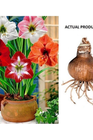 homeagro-amaryllis-flower-5-seeds-