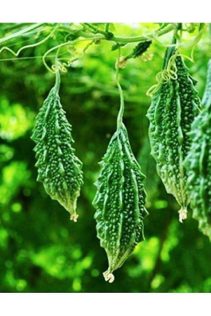 classic-green-earth-bitter-gourd-vegetable-15-seeds-