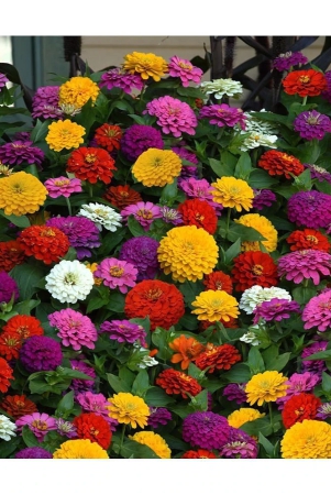 homeagro-zinnia-mixed-flower-20-seeds-