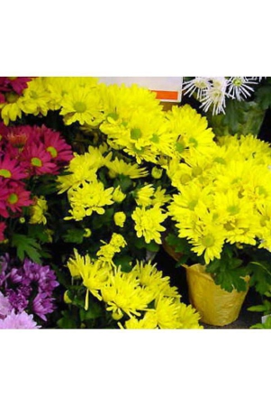 chrysanthemum-morifolium-flower-plant-40-seeds-with-growing-cocopeat