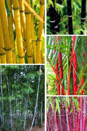 ohhsome-colorful-garden-lucky-bamboo-bonsai-plant-seeds-10-seeds-instruction-manual