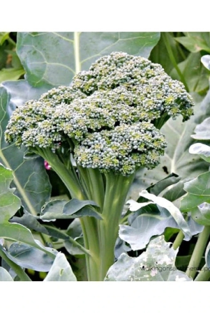 broccoli-hybrid-seeds-50-seed