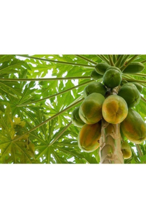 classic-green-earth-papaya-fruit-70-seeds-