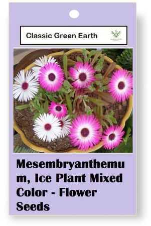 classic-green-earth-flower-seeds-ice-plant-mixed-color-flower-50-seeds-