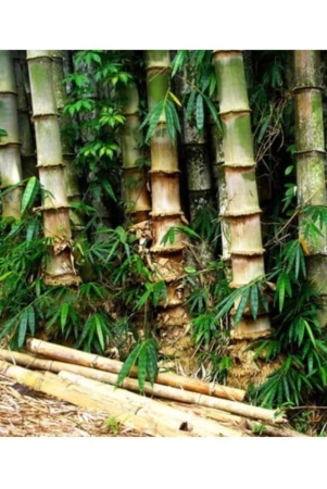 shop-360-garden-dendrocalamus-strictus-male-bamboo-solid-bamboo-calcutta-bamboo-seeds-pack-of-20-seeds