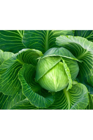 cabage-pattagobhi-vegetable-100-seeds-high-germination-seeds-with-instruction-manual