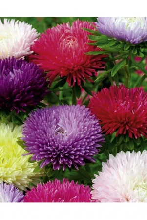 flower-seeds-aster-mix-flower-best-quality-hybrid-seeds-pack-of-50